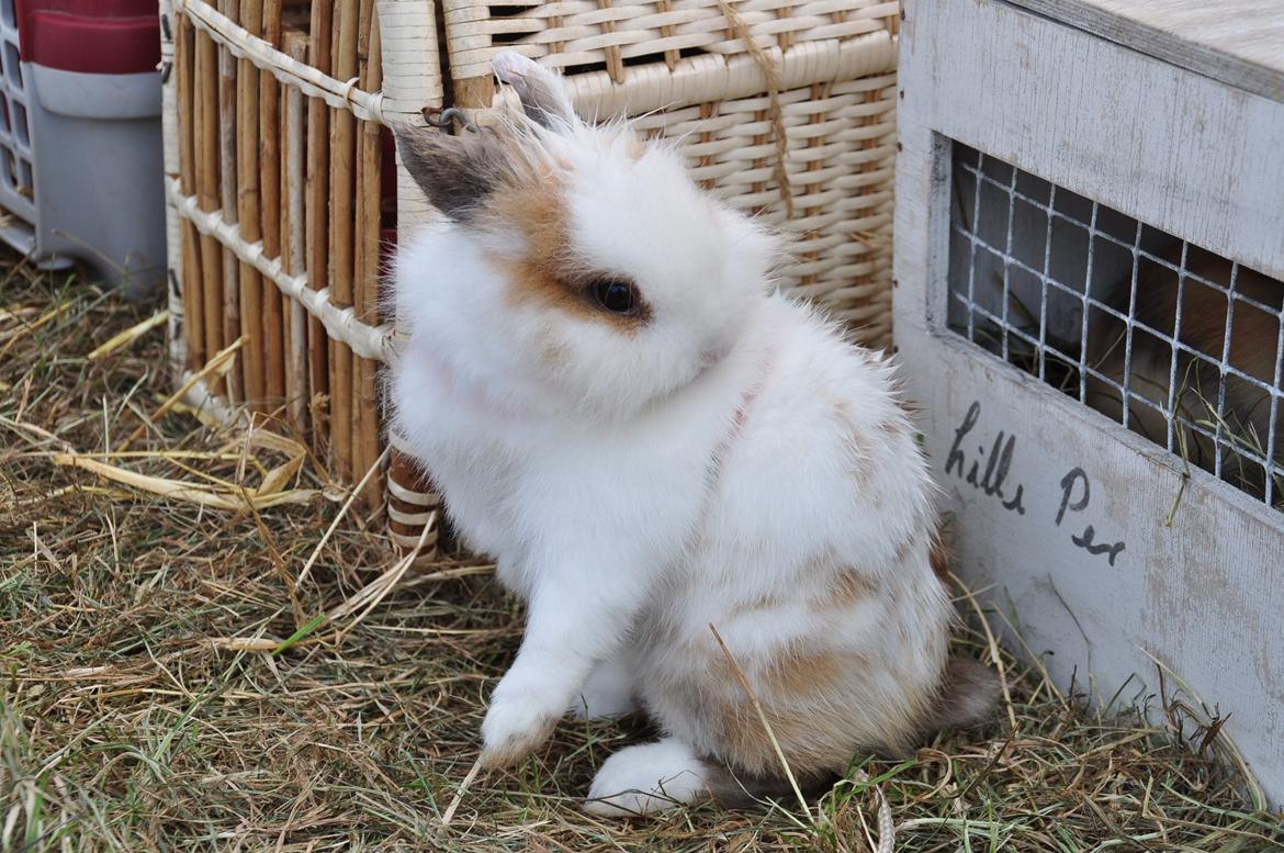 Kanin |Kaninbandens Colour Of The Rainbow - Opvisning til Ribedyrskue 2013 billede 7