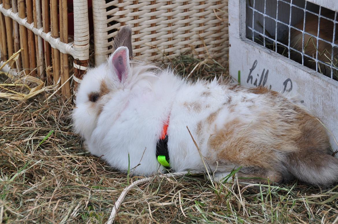 Kanin |Kaninbandens Colour Of The Rainbow - Opvisning til Ribedyrskue 2013 billede 9