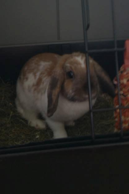 Kanin Team Fluffhop's Sir Plet - Velkommen til Plet's profil<3 billede 1