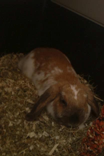 Kanin Team Fluffhop's Sir Plet - Det er så hårdt at være Plet<3 billede 15