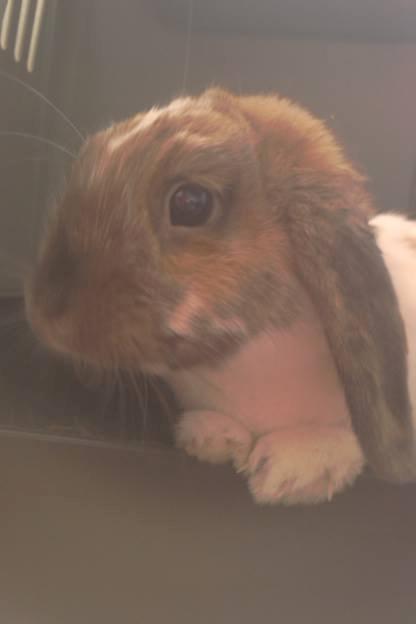 Kanin Team Fluffhop's Sir Plet - Tittebøøøh <3 billede 16