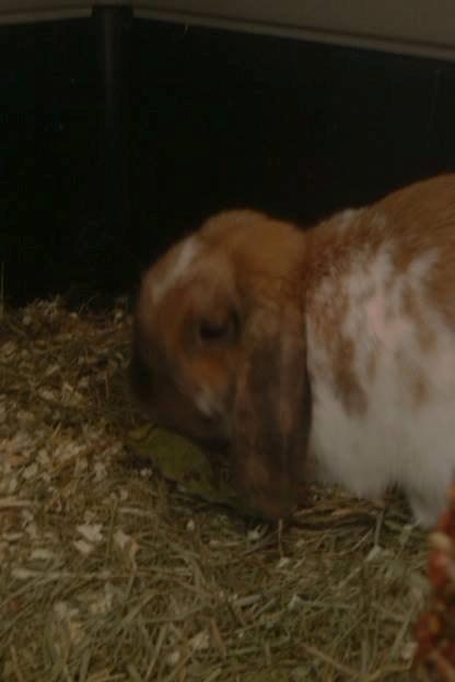 Kanin Team Fluffhop's Sir Plet - Plet der guffer<3 billede 17