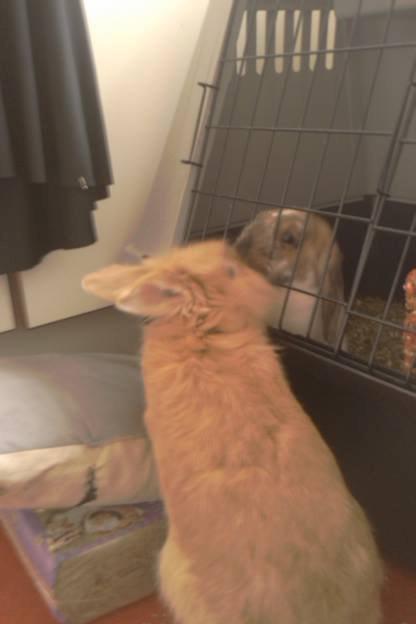 Kanin Team Fluffhop's Pjuske af Maragascad(himmelgnaver) - Pjuske og Plet<3 billede 5