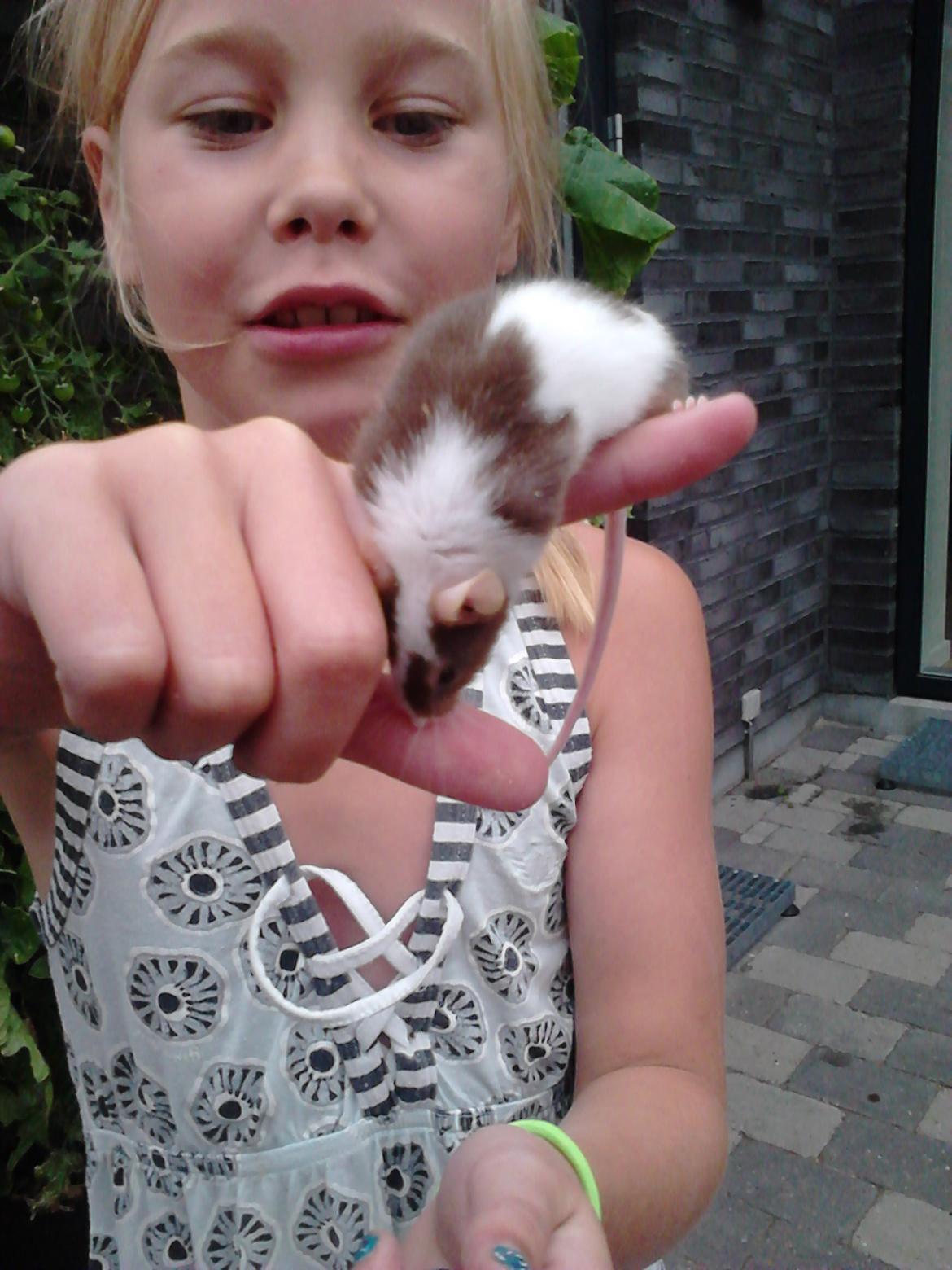 Mus Palle - Søde palle på vej ned af fingern billede 8