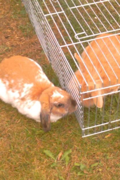 Kanin Team Fluffhop's Sir Plet - Myzzer<3 billede 6