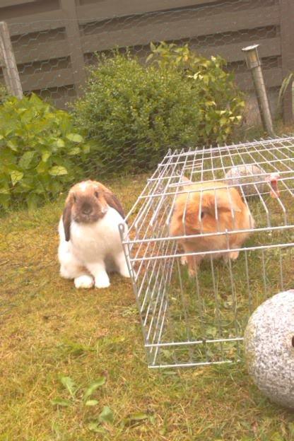 Kanin Team Fluffhop's Sir Plet - Øb og bøb 

Også kendt som de bedste venner<3 billede 3