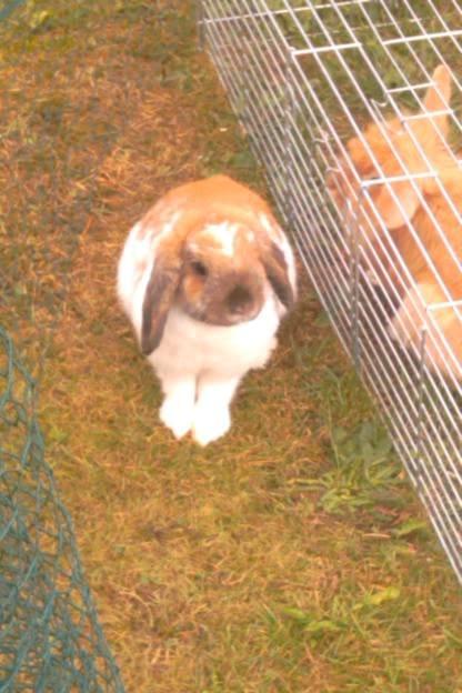 Kanin Team Fluffhop's Sir Plet - Smukke Plet<3 billede 4