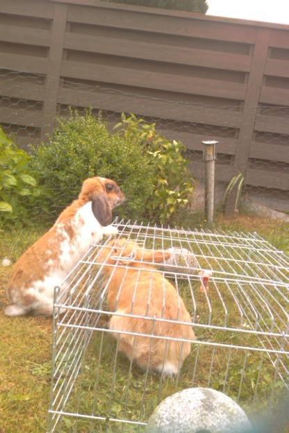 Kanin Team Fluffhop's Sir Plet billede 12