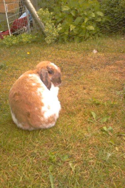 Kanin Team Fluffhop's Sir Plet - Plet spiser sin fod<3 billede 18