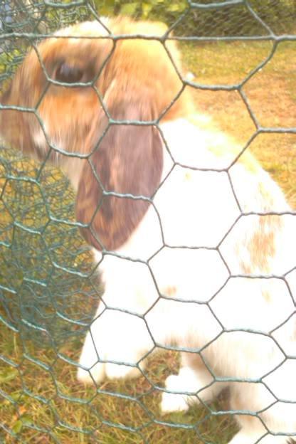 Kanin Team Fluffhop's Sir Plet - Plet der glor<3 billede 14