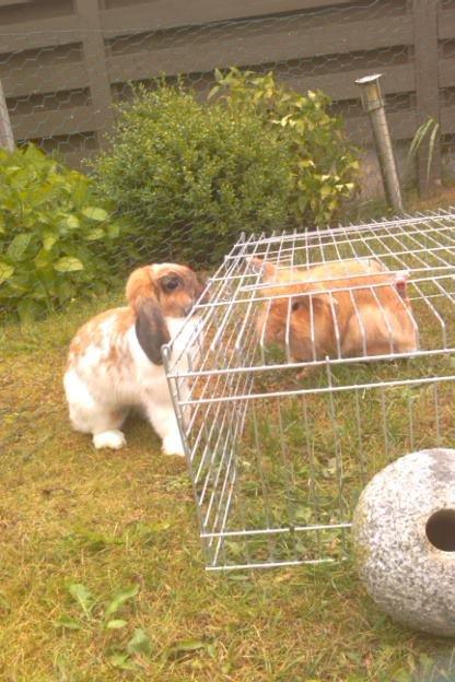 Kanin Team Fluffhop's Sir Plet - Team Hoooooooop <3 billede 7