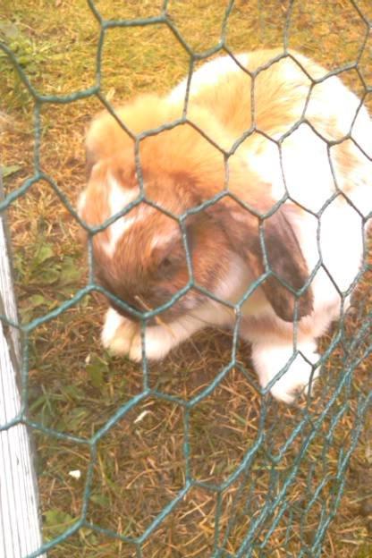 Kanin Team Fluffhop's Sir Plet - Jeg beder om godbidder!<3 billede 5