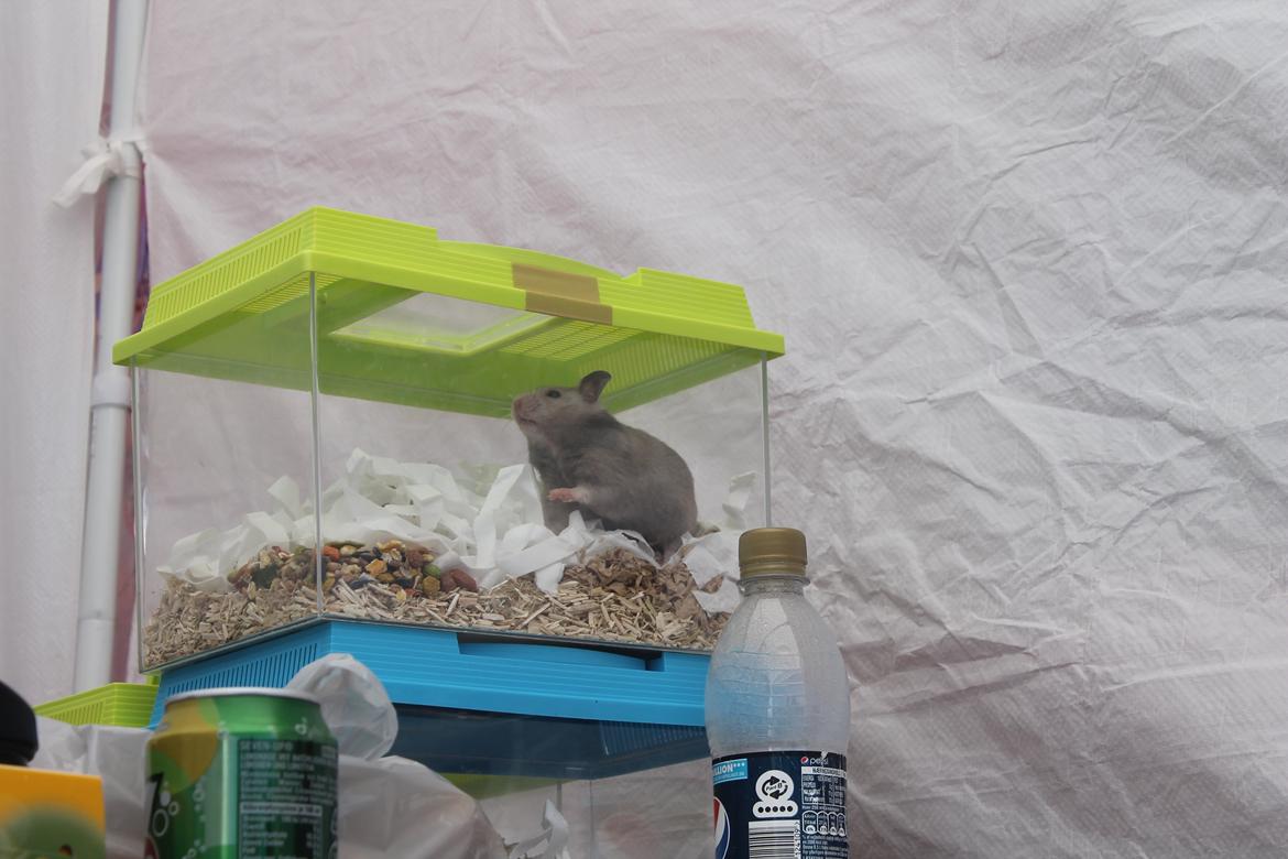 Hamster Ea - Gået bort  - Samme dag, hvor jeg købte hende. Her er hun kommet ned til DHF's stand at stå, for at få ro. billede 1