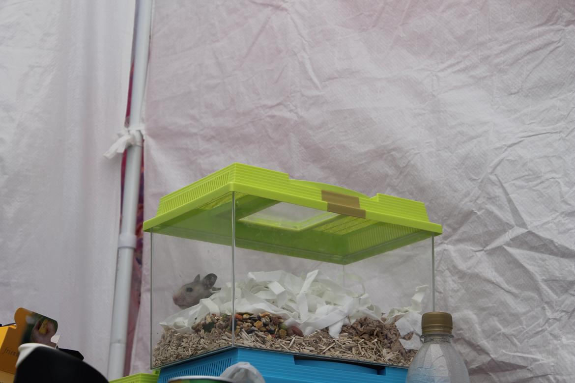 Hamster Ea - Gået bort  billede 2