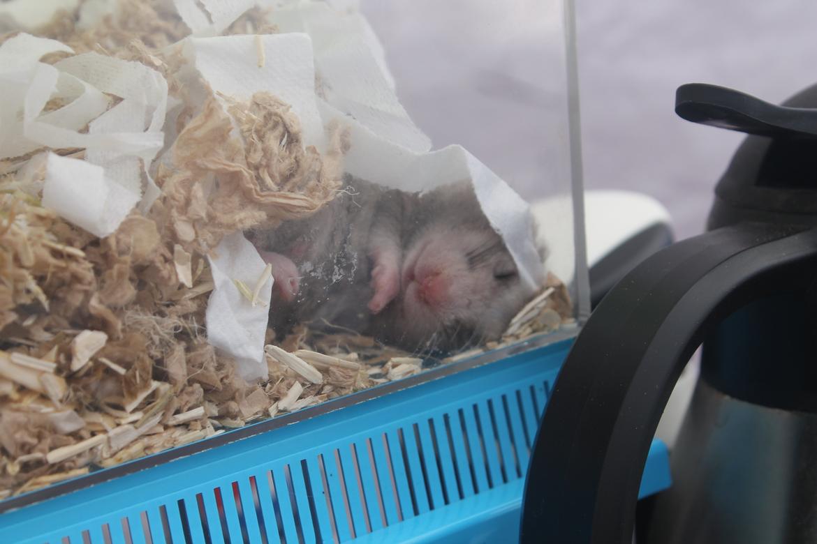 Hamster Ea - Gået bort  billede 3