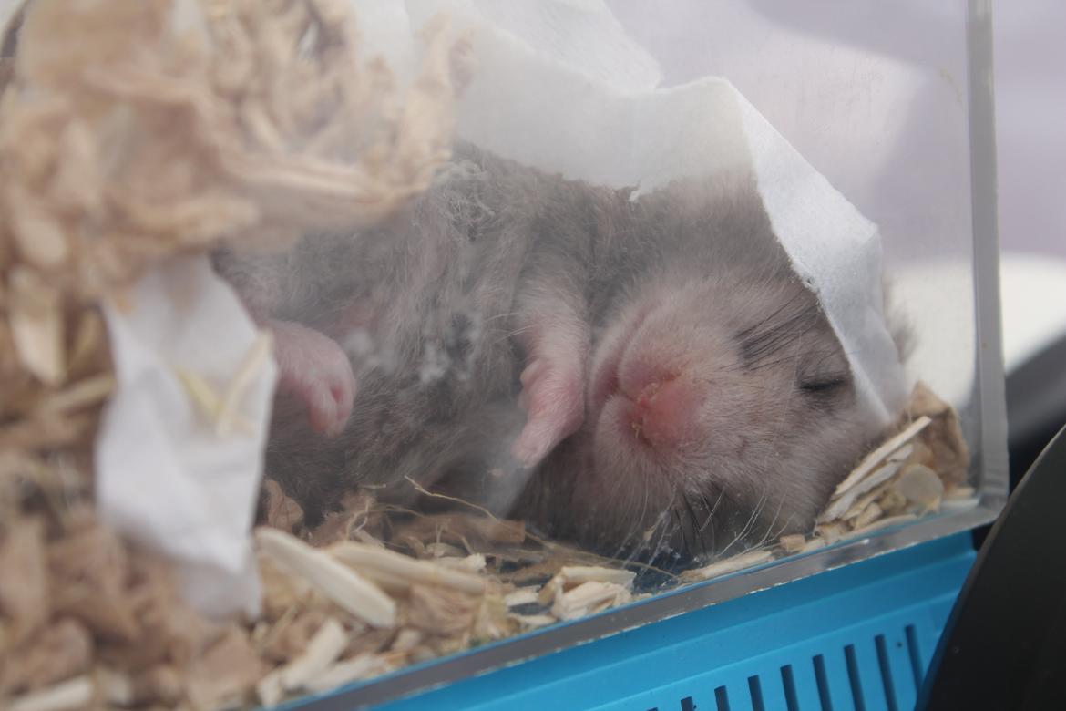 Hamster Ea - Gået bort  billede 4