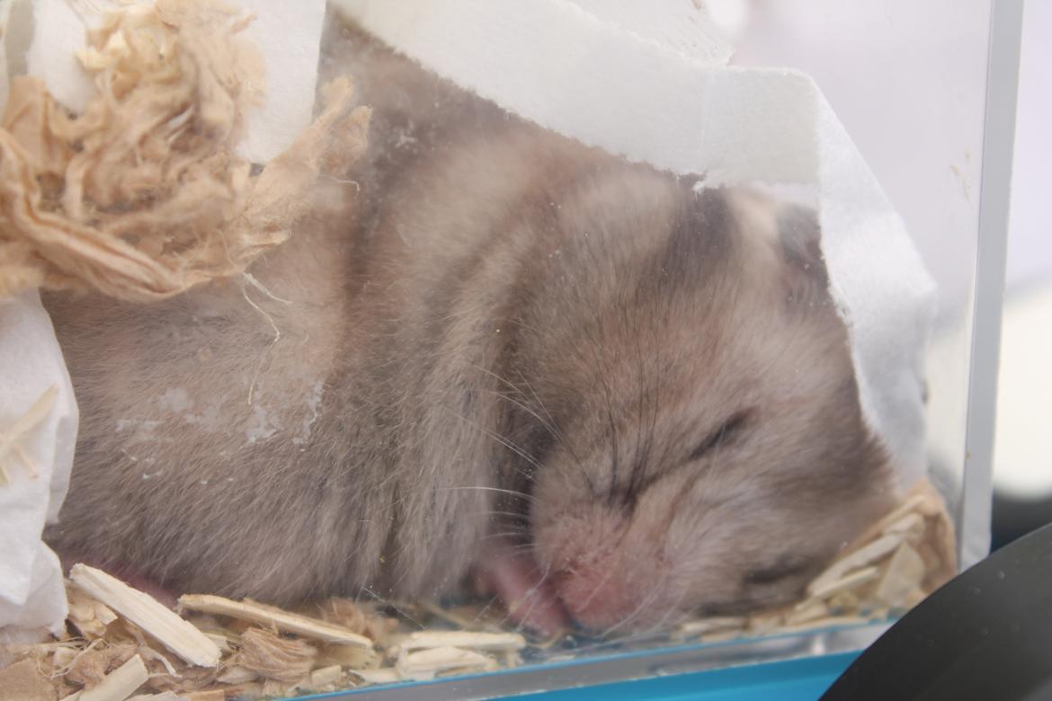 Hamster Ea - Gået bort  billede 5