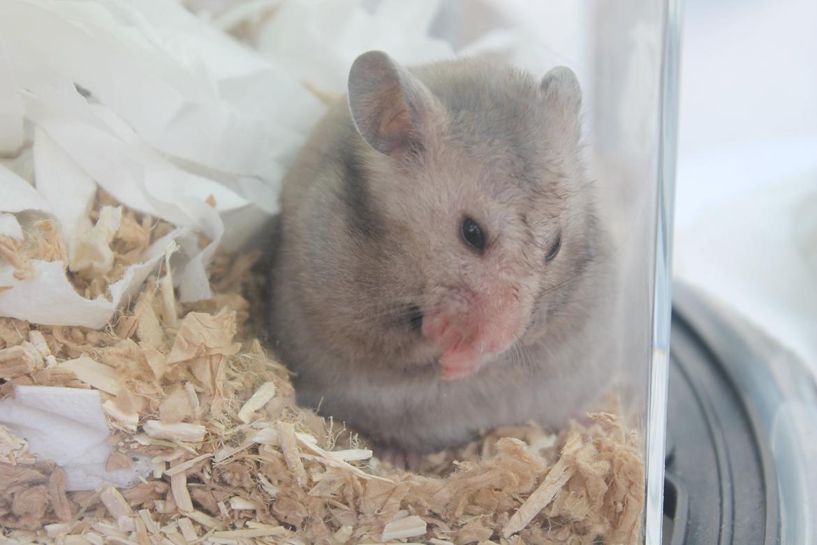 Hamster Ea - Gået bort  billede 6