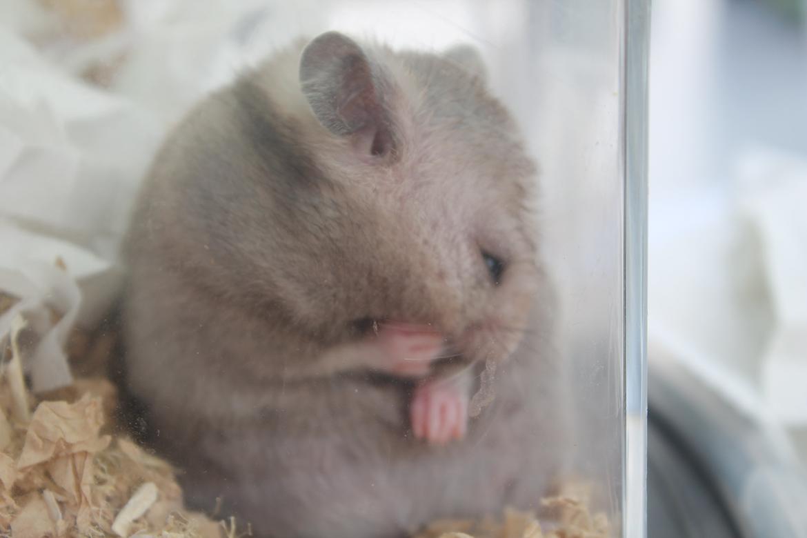 Hamster Ea - Gået bort  billede 7