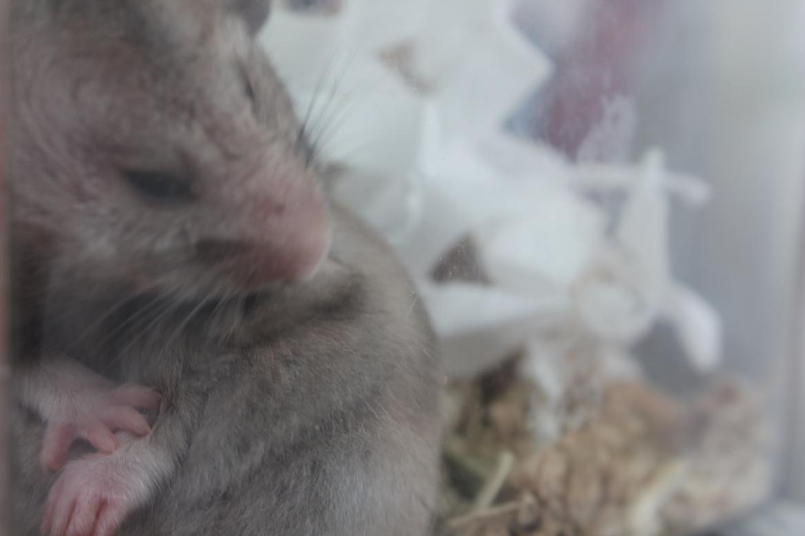 Hamster Ea - Gået bort  billede 8
