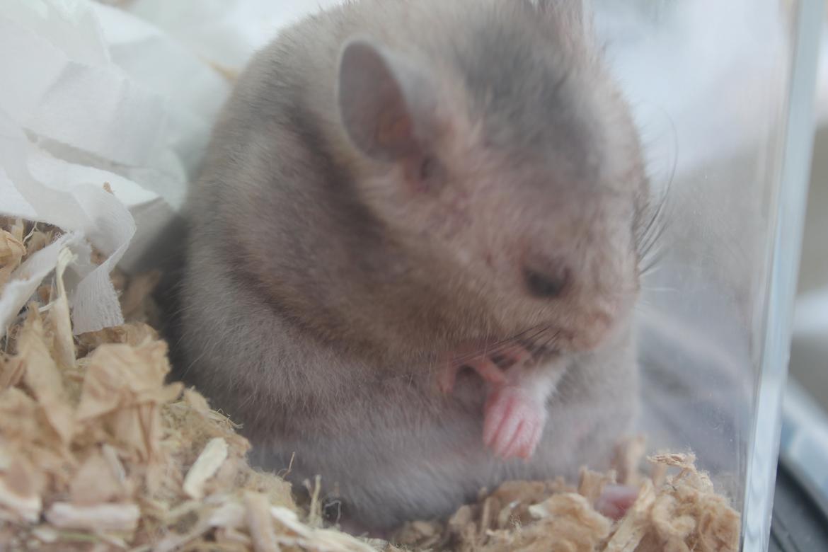 Hamster Ea - Gået bort  billede 9