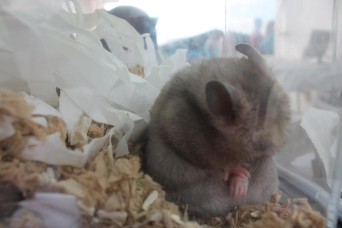 Hamster Ea - Gået bort  billede 10