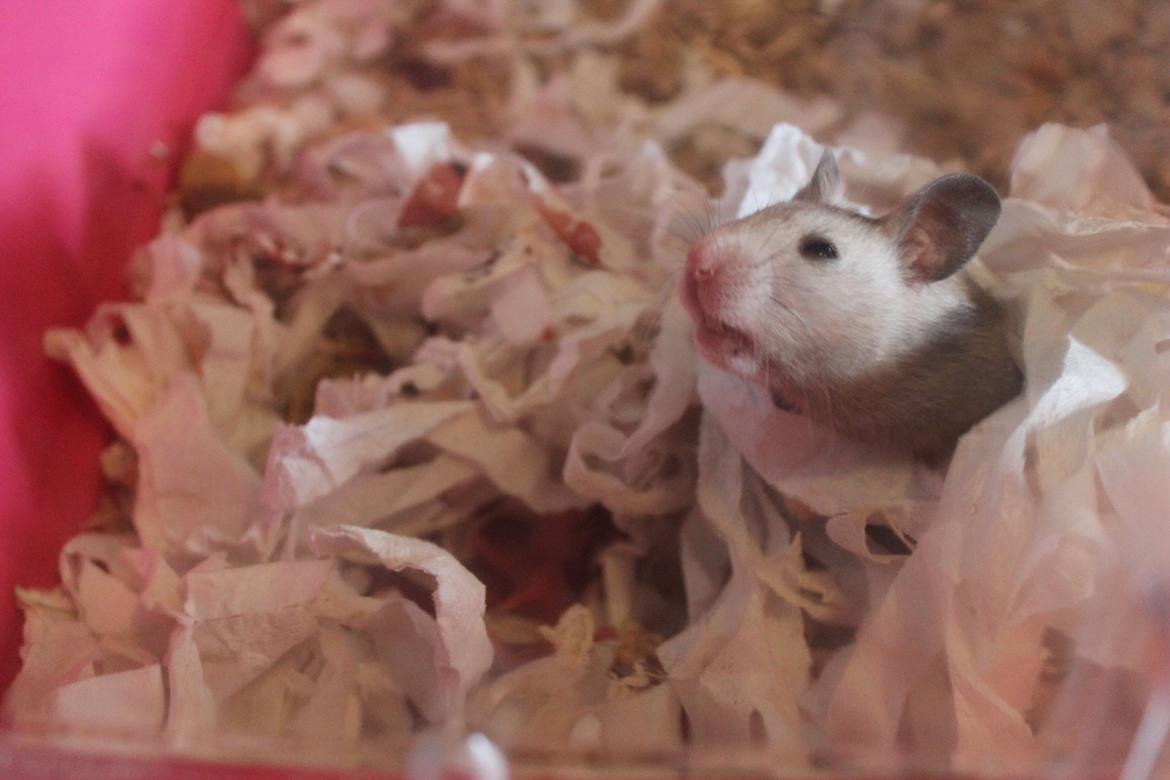 Hamster Ea - Gået bort  - En stolt mor, med sine skønne unger! billede 11