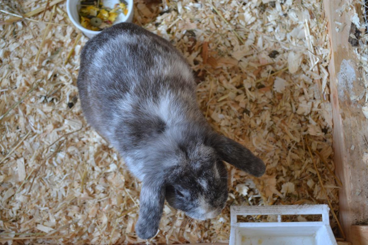 Kanin Tantetuts Müsli billede 1