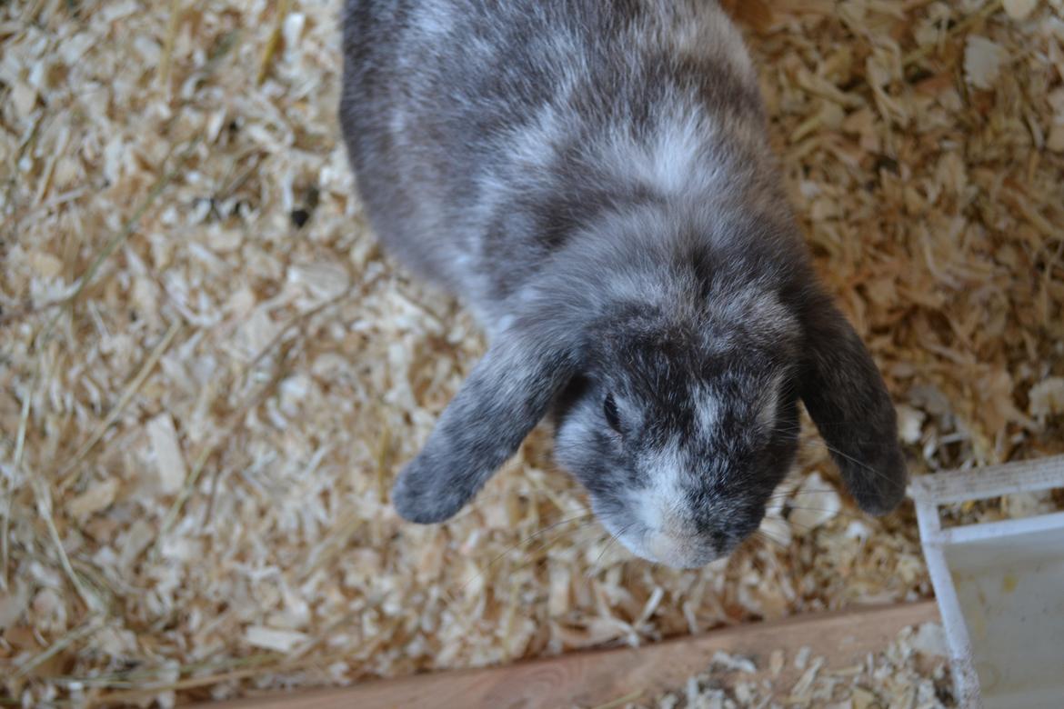 Kanin Tantetuts Müsli billede 2