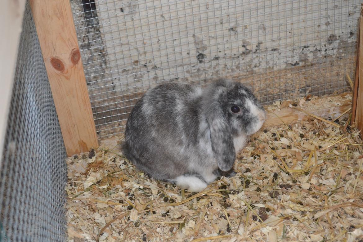 Kanin Tantetuts Müsli billede 3