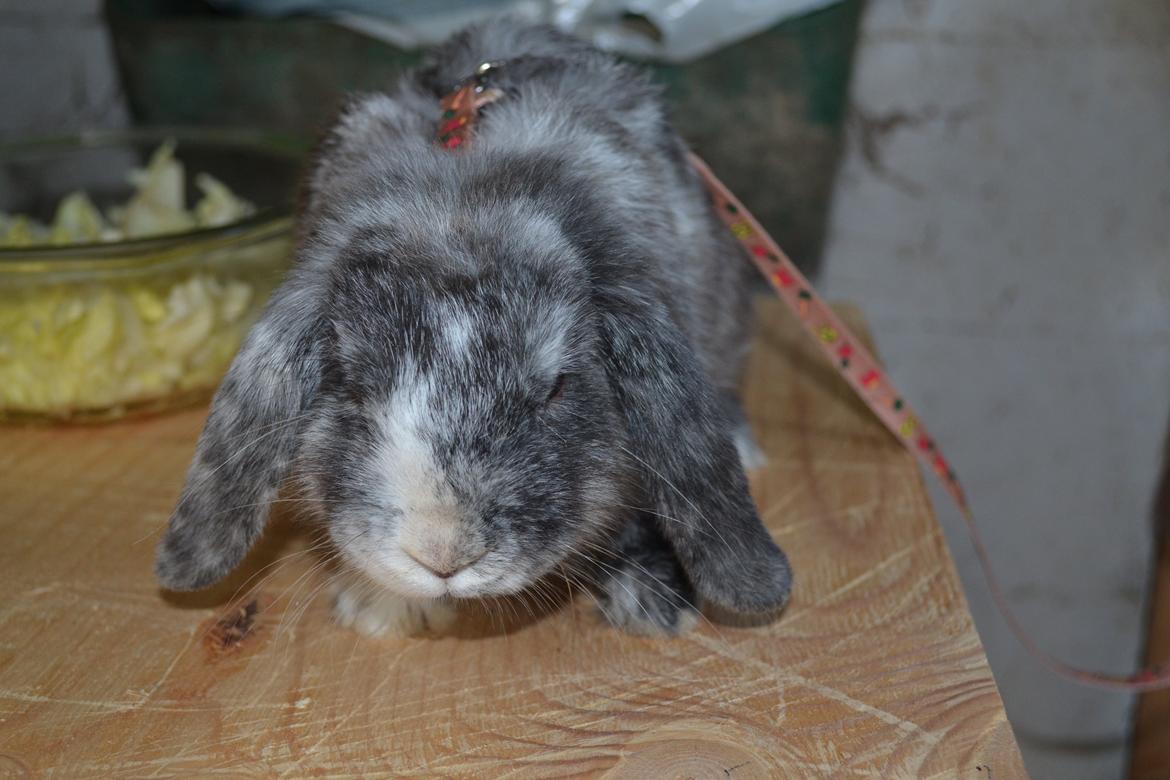 Kanin Tantetuts Müsli billede 4