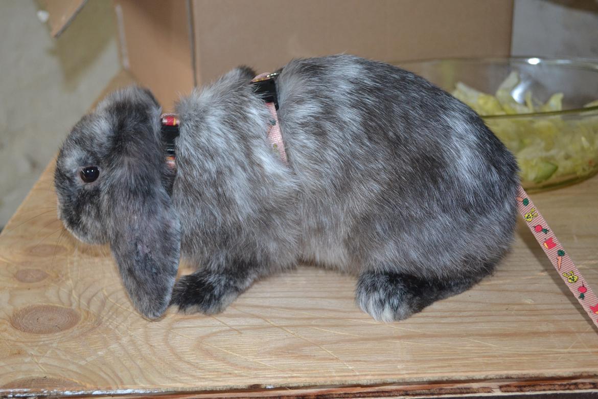 Kanin Tantetuts Müsli billede 5