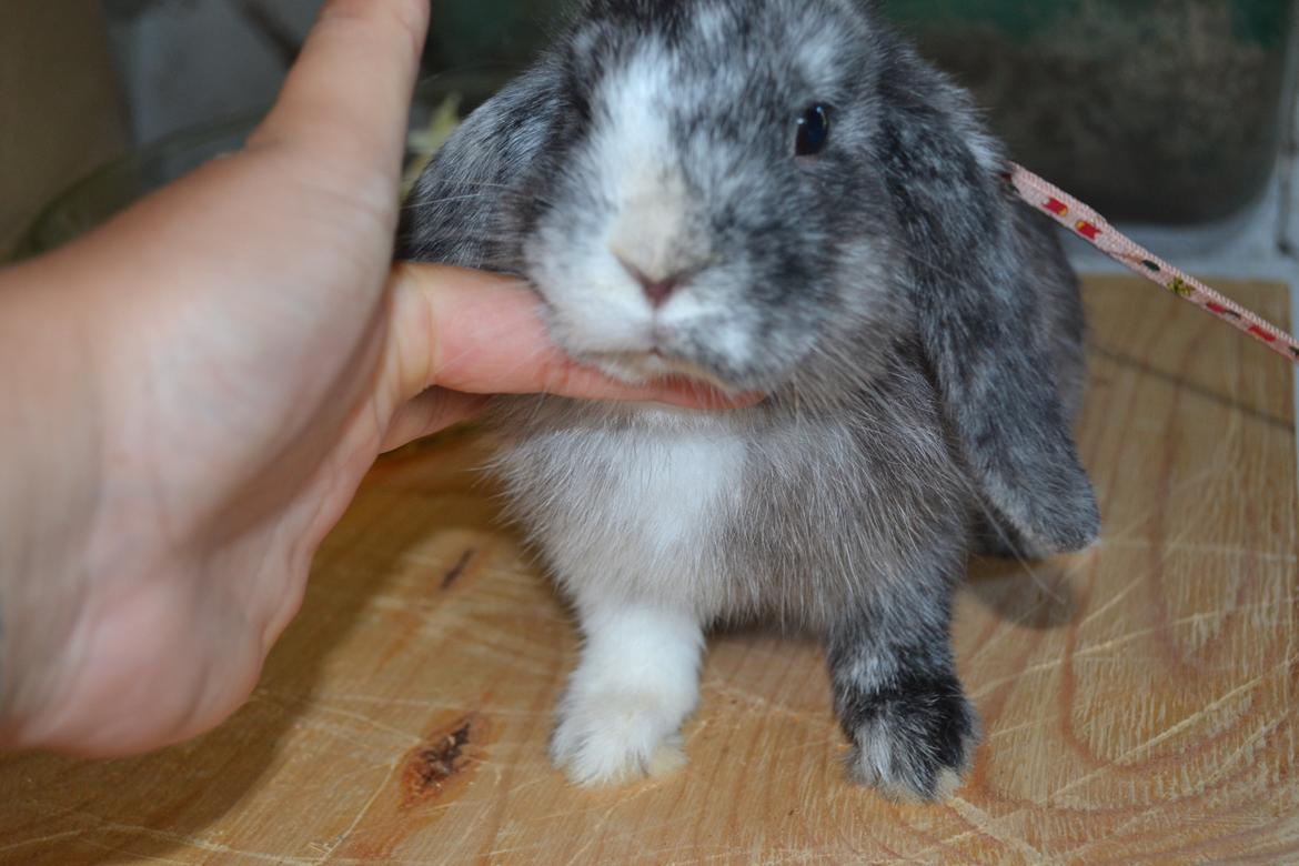 Kanin Tantetuts Müsli billede 6