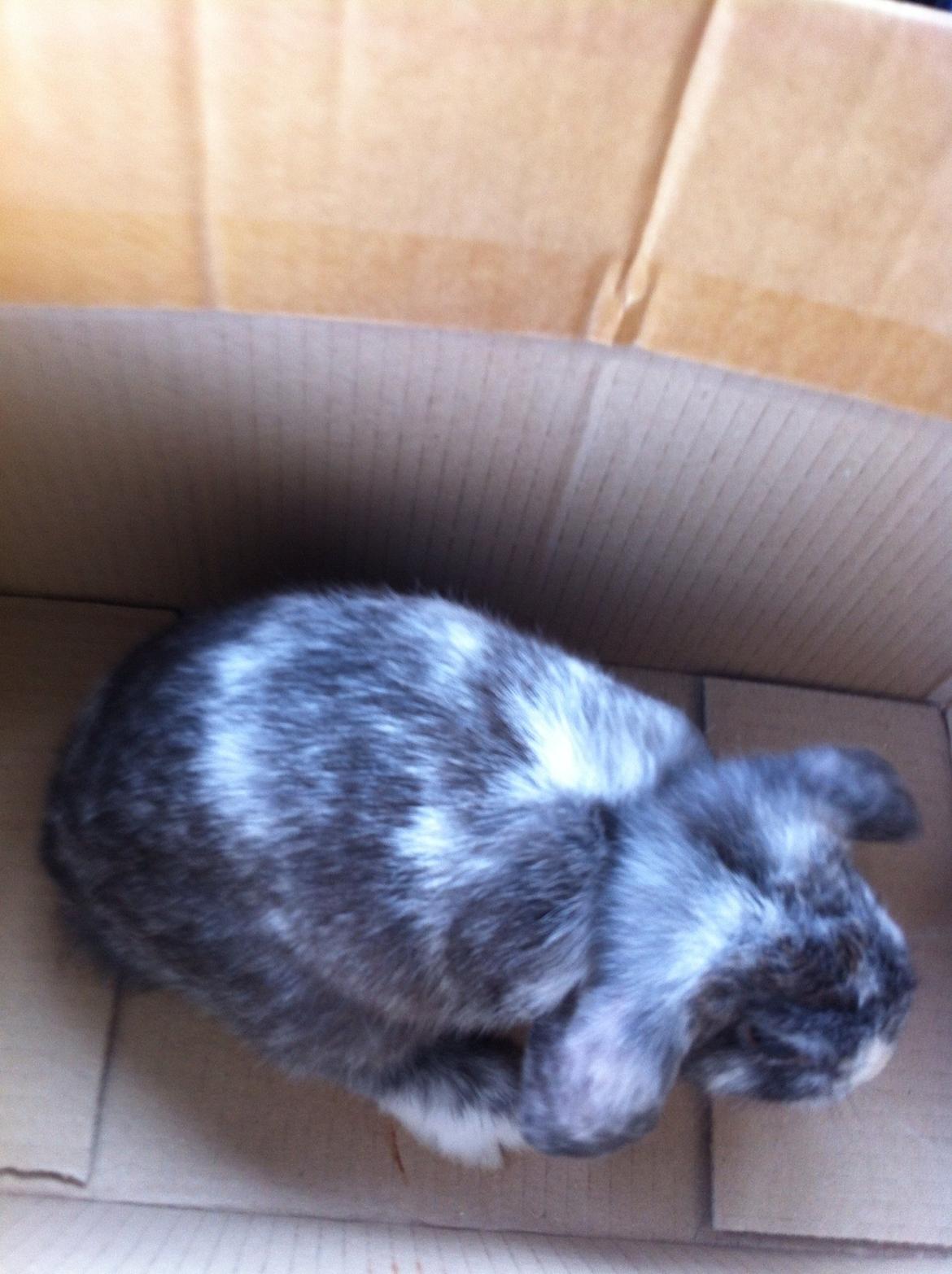 Kanin Tantetuts Müsli billede 7