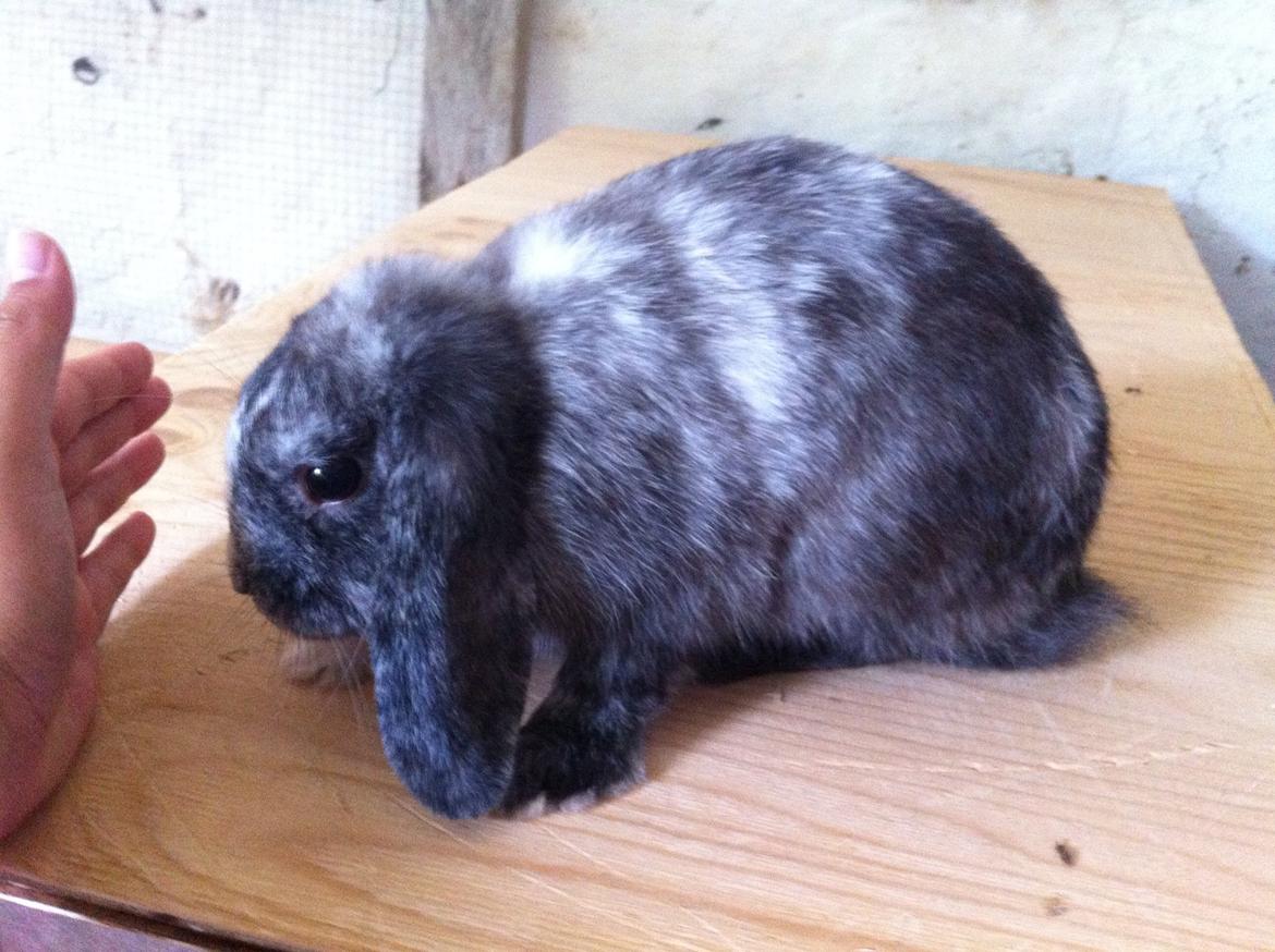 Kanin Tantetuts Müsli billede 8