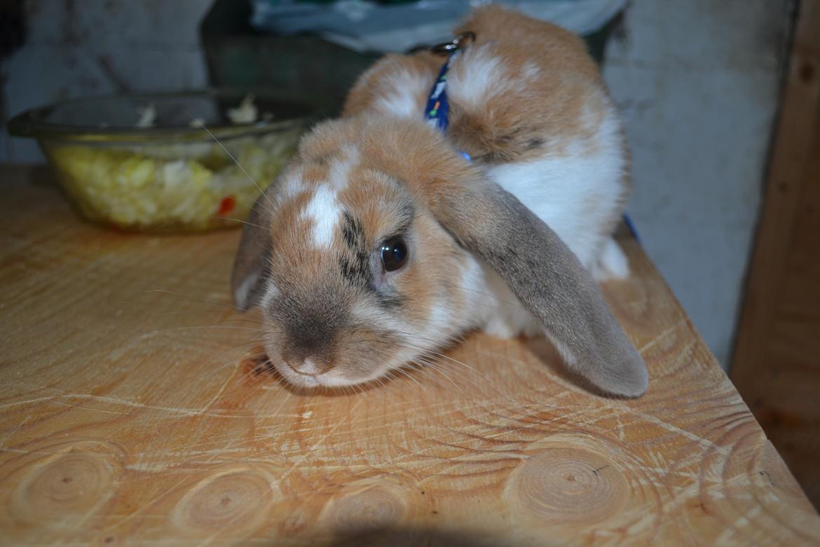 Kanin Vindeholmegårds Meescha billede 1