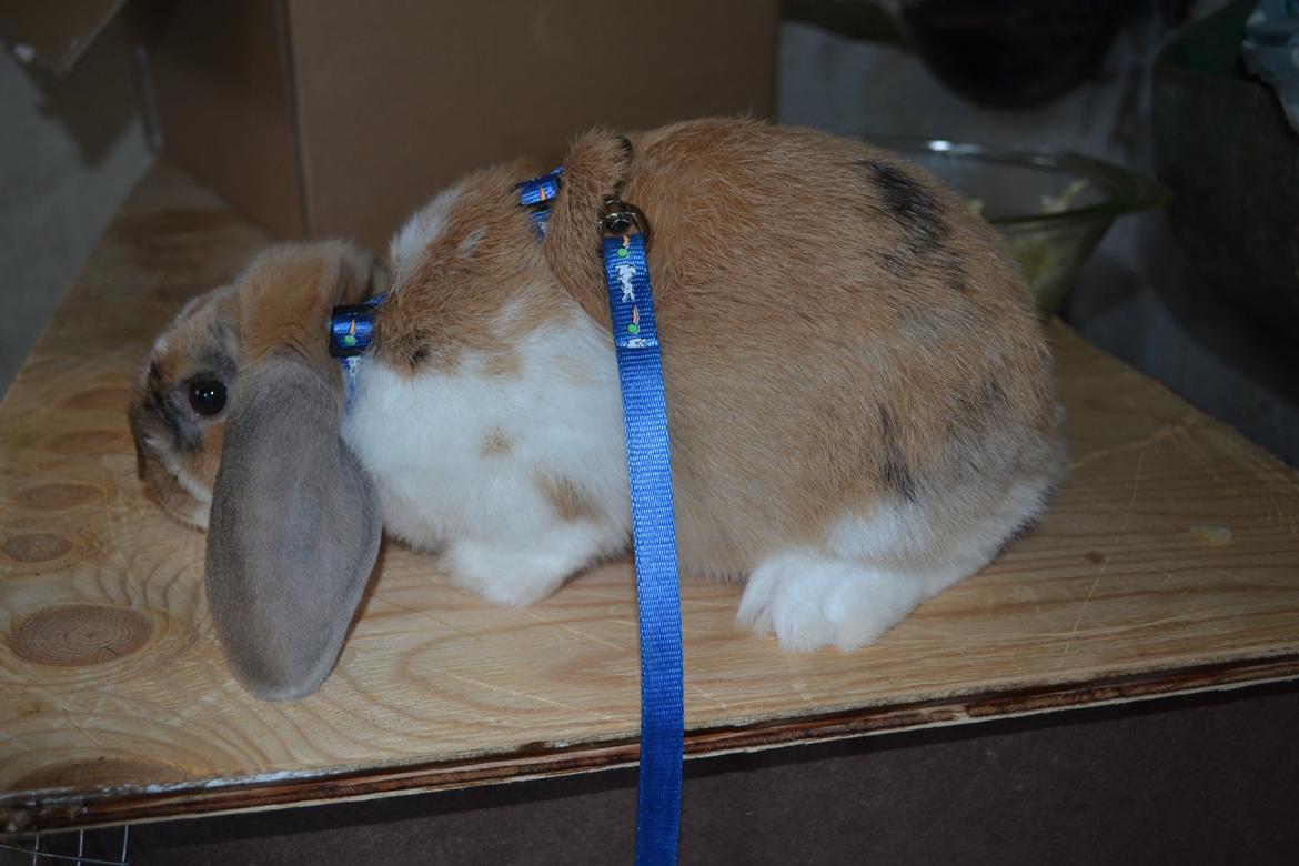 Kanin Vindeholmegårds Meescha billede 2