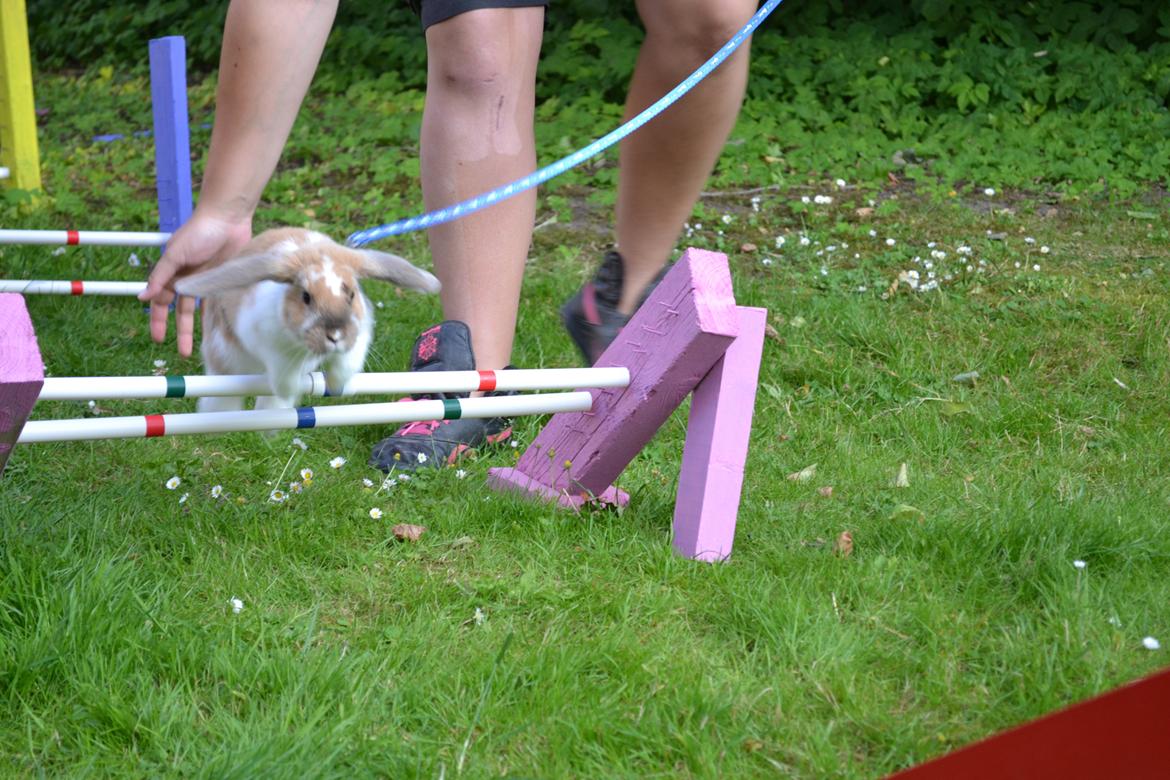 Kanin Vindeholmegårds Meescha billede 3