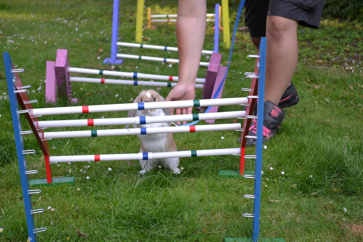 Kanin Vindeholmegårds Meescha billede 4