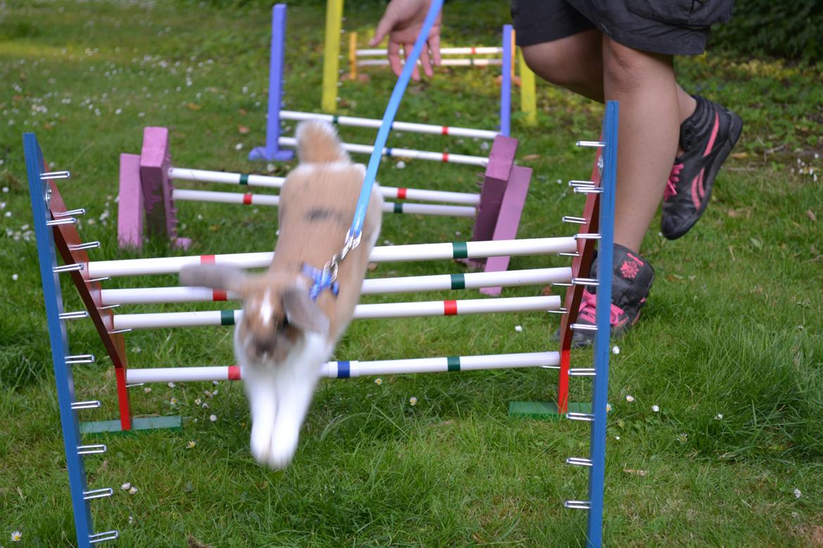 Kanin Vindeholmegårds Meescha billede 5