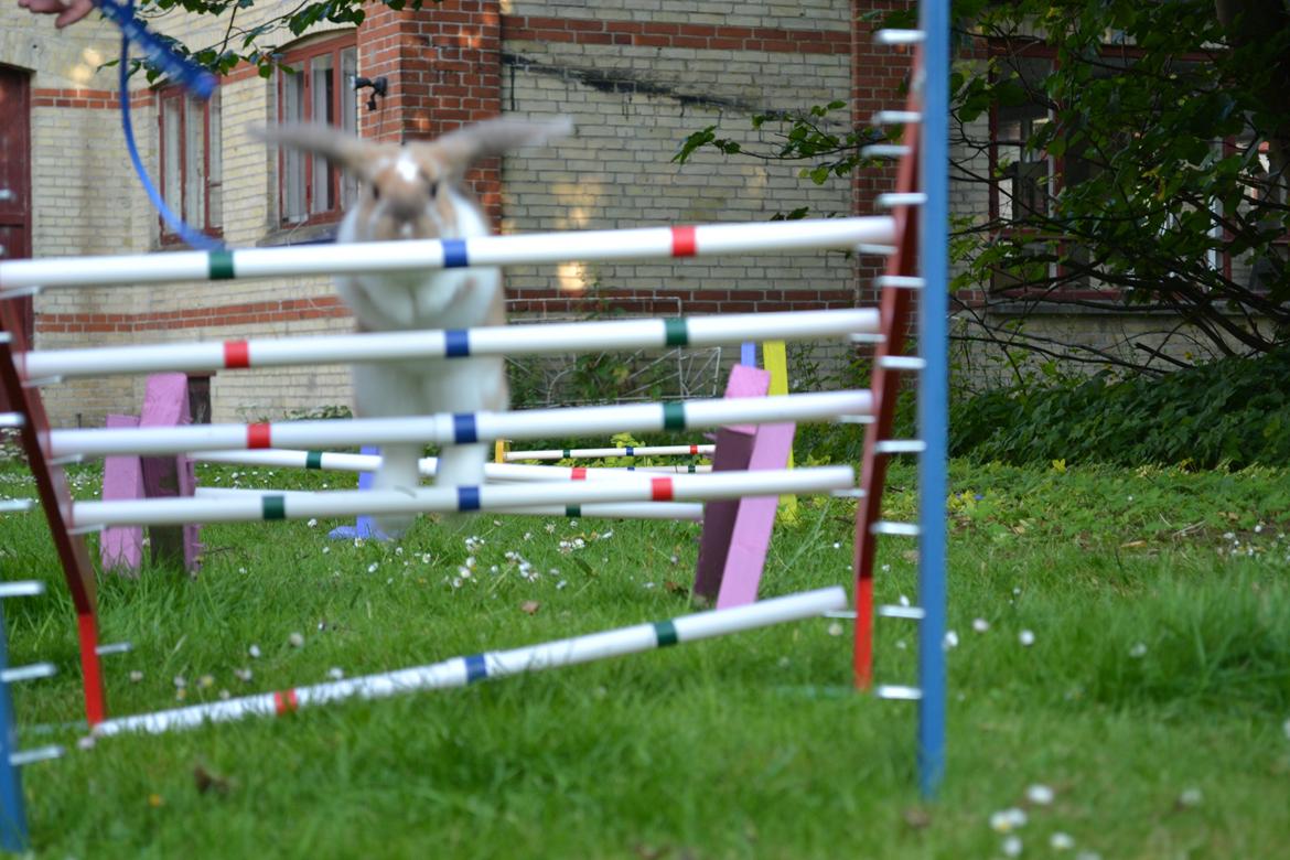 Kanin Vindeholmegårds Meescha billede 6