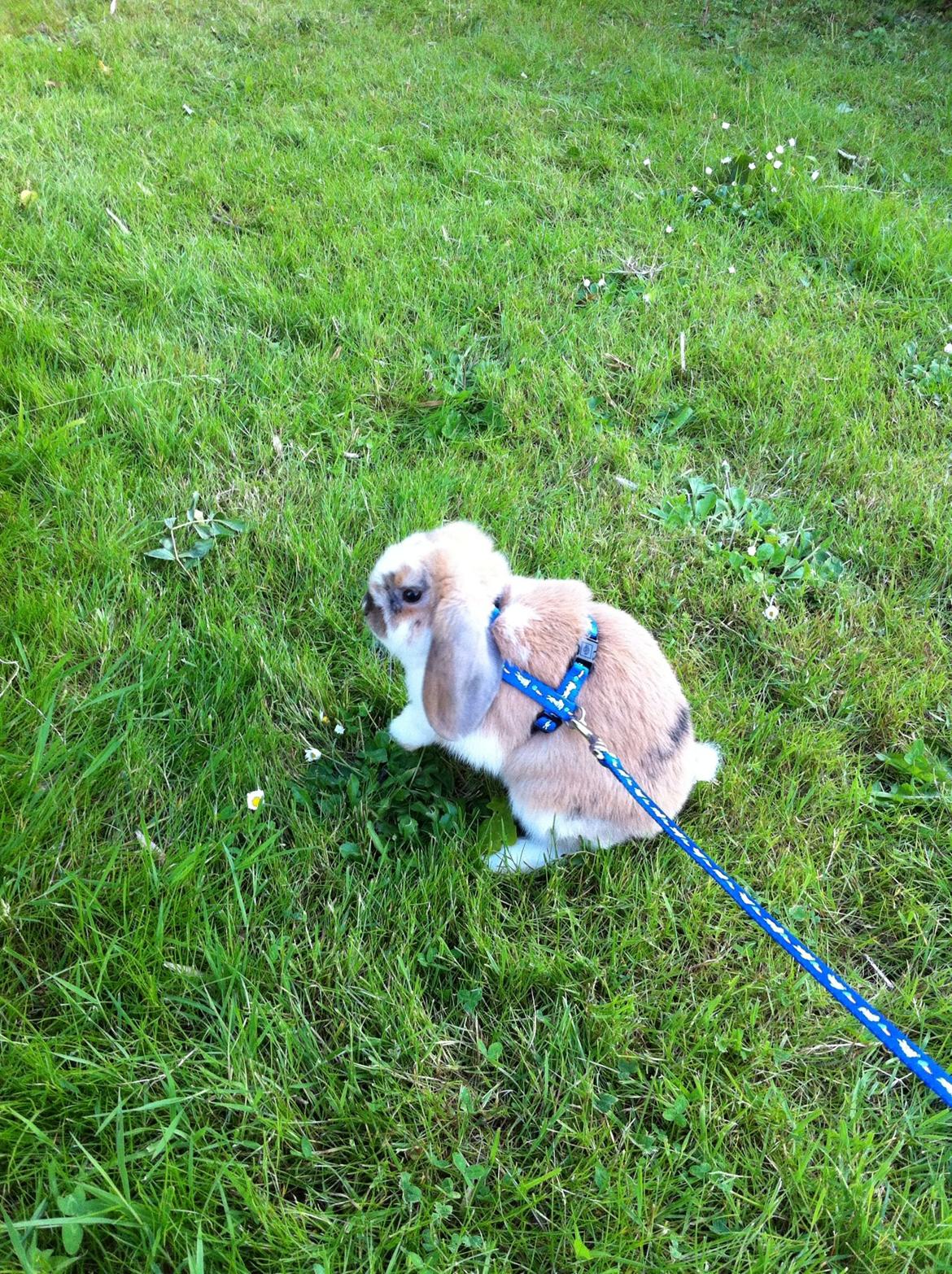 Kanin Vindeholmegårds Meescha billede 7