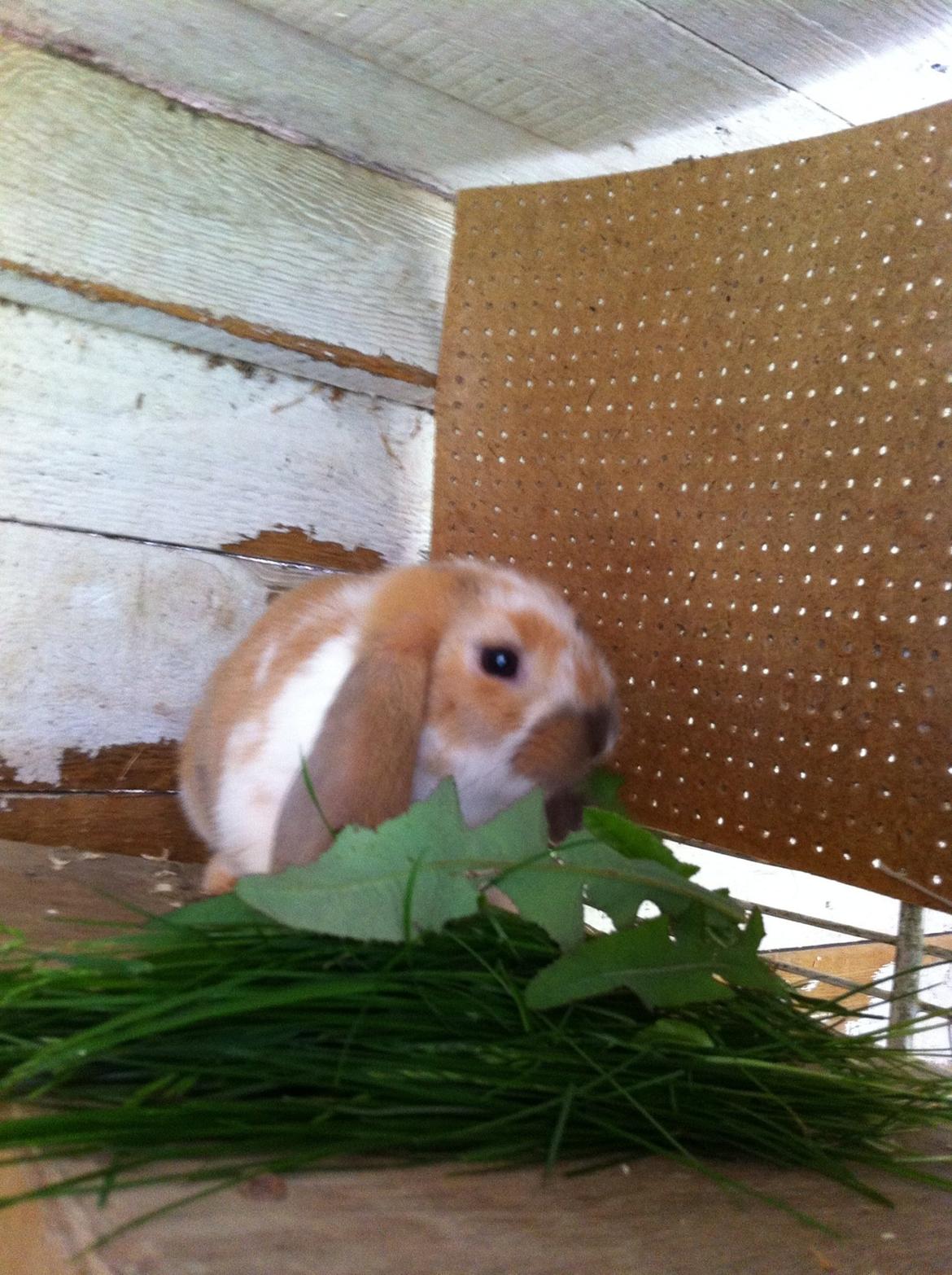 Kanin Vindeholmegårds Meescha billede 8