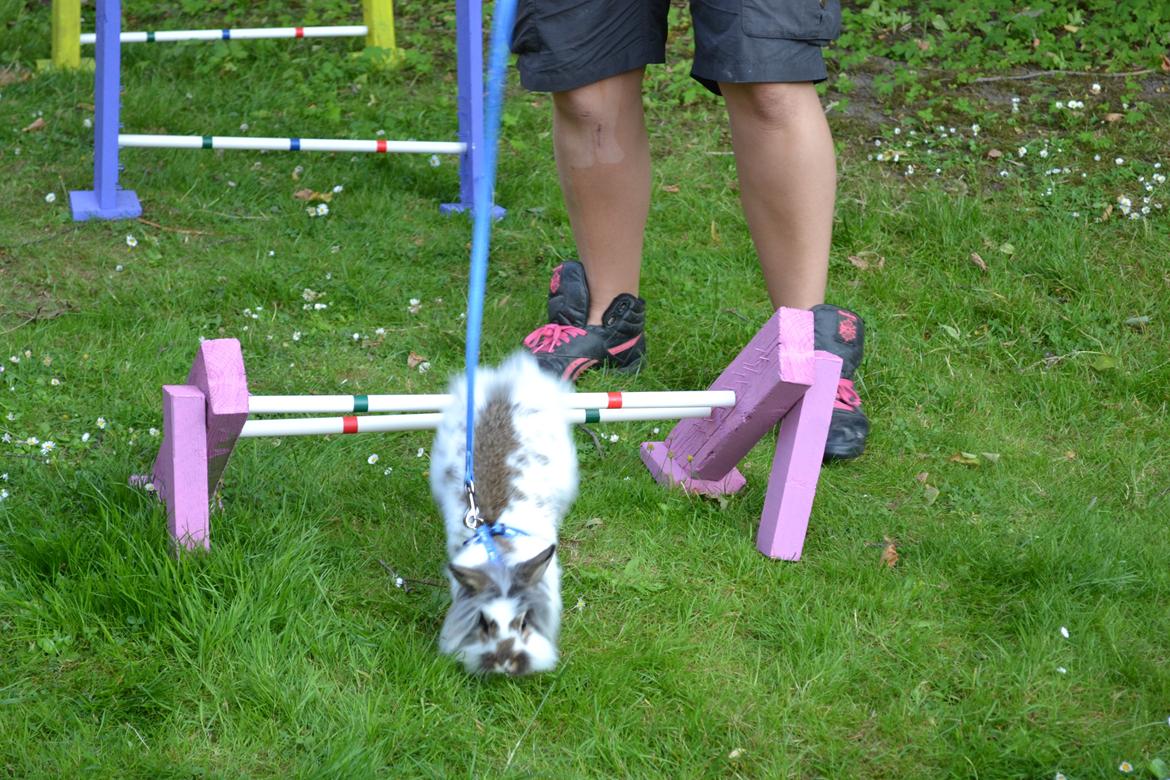 Kanin Vindeholmegårds Spottie billede 1