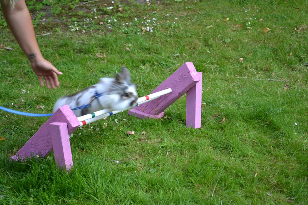 Kanin Vindeholmegårds Spottie billede 2