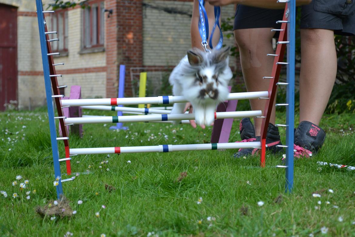 Kanin Vindeholmegårds Spottie billede 3