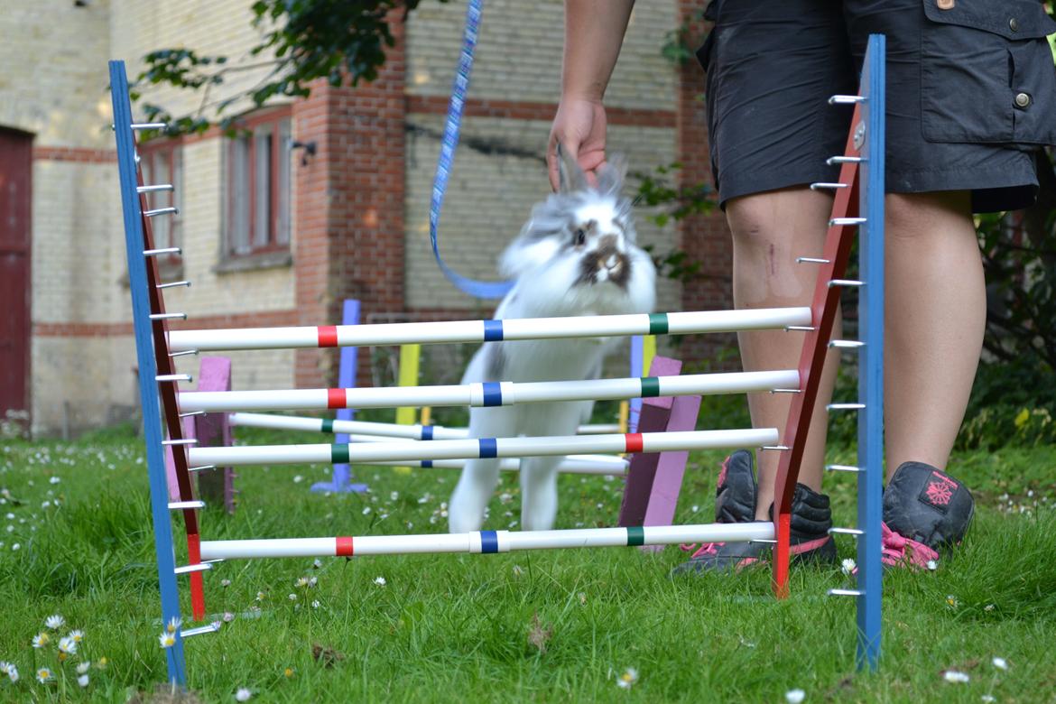 Kanin Vindeholmegårds Spottie billede 4