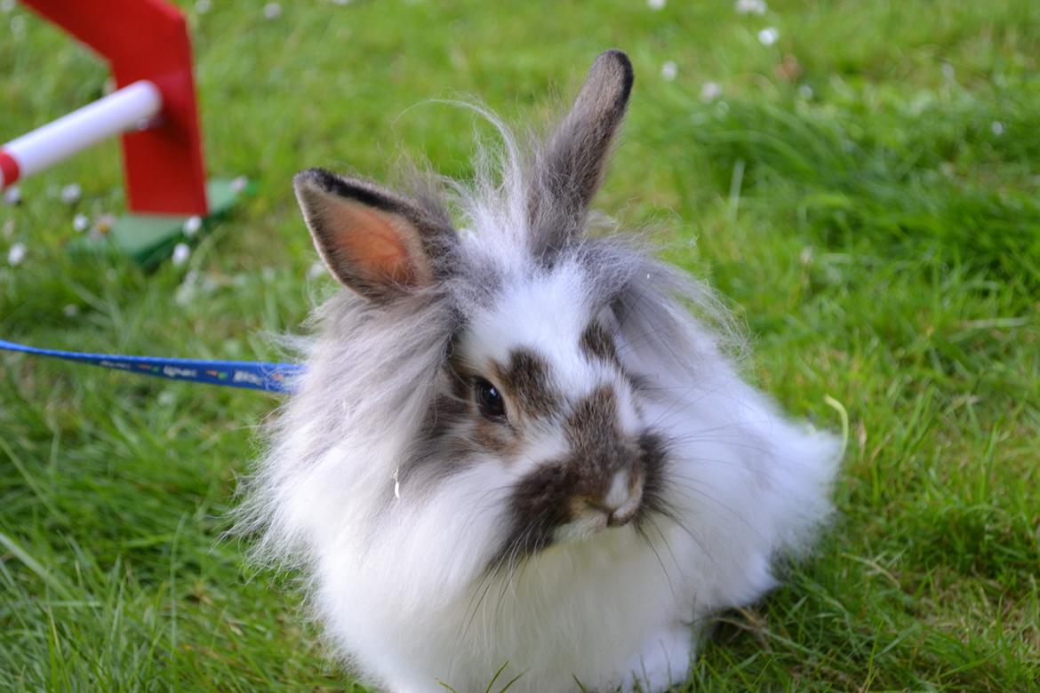 Kanin Vindeholmegårds Spottie billede 5