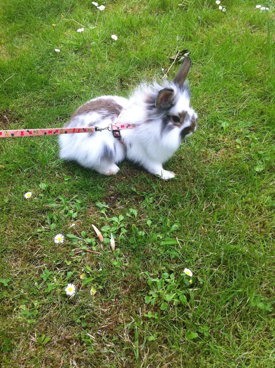 Kanin Vindeholmegårds Spottie billede 6