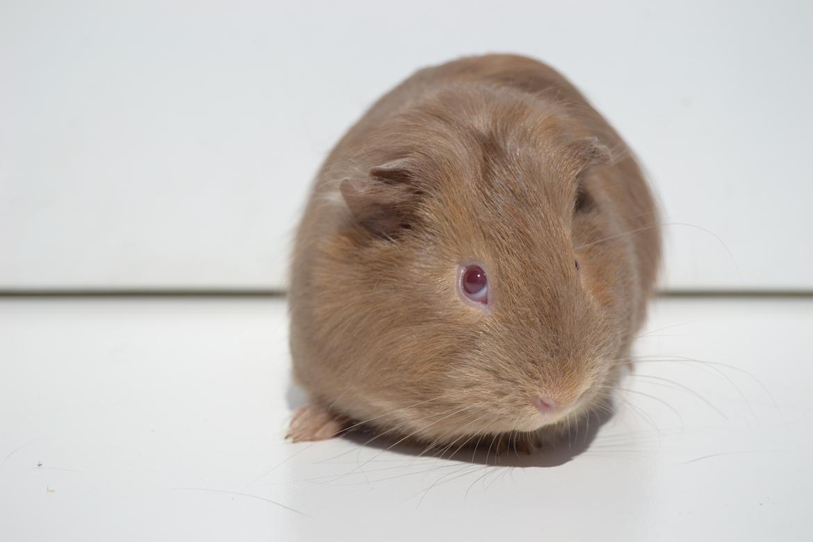 Marsvin Rakkaus Sally (Semilanghåret kæledyr) billede 2